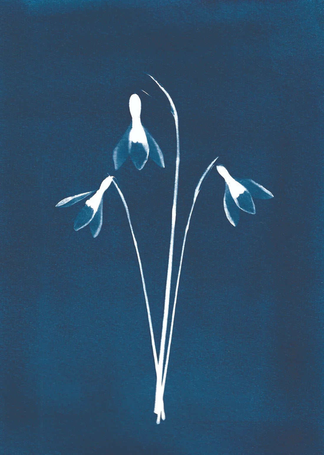 BOTANICAL CYANOTYPE A5 PRINTS