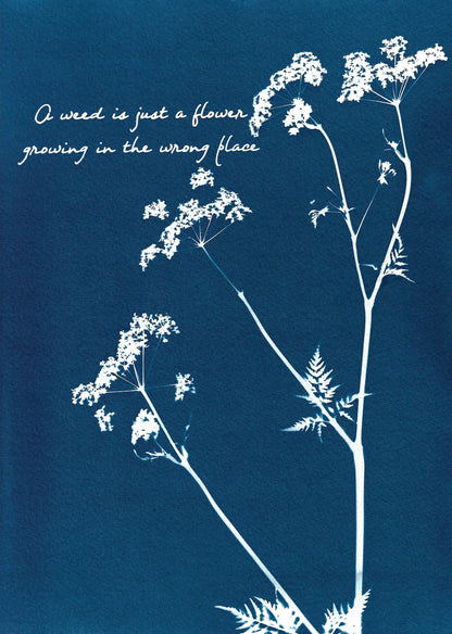 BOTANICAL CYANOTYPE A4 PRINTS