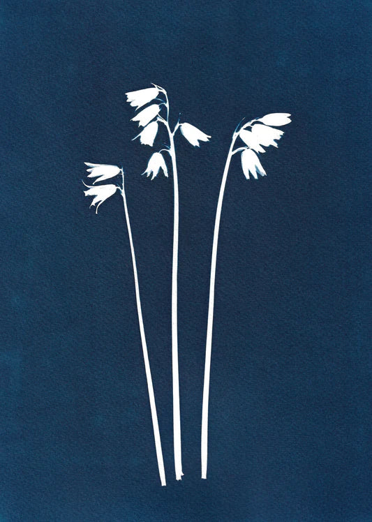 BOTANICAL CYANOTYPE A5 PRINTS