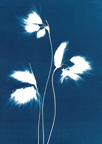 BOTANICAL CYANOTYPE A4 PRINTS