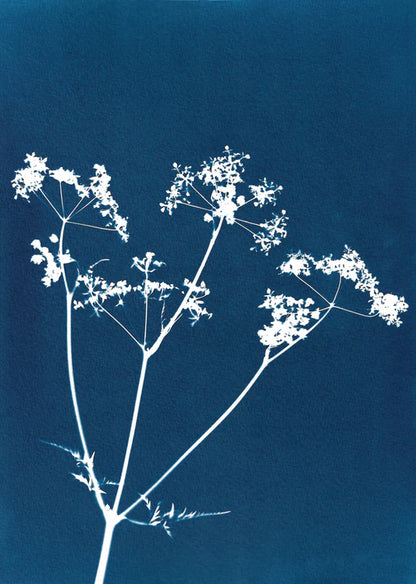 BOTANICAL CYANOTYPE A4 PRINTS