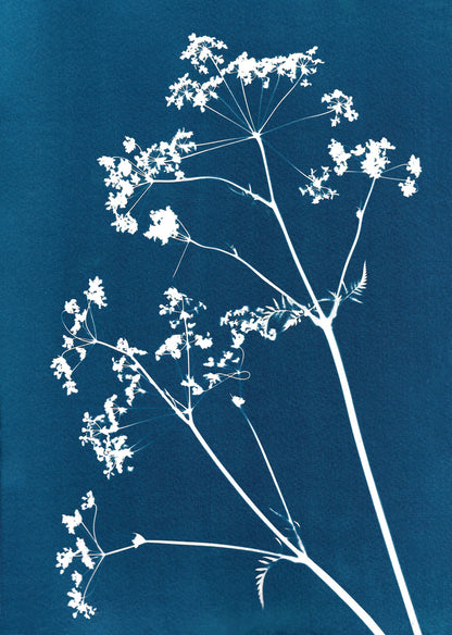 BOTANICAL CYANOTYPE A4 PRINTS