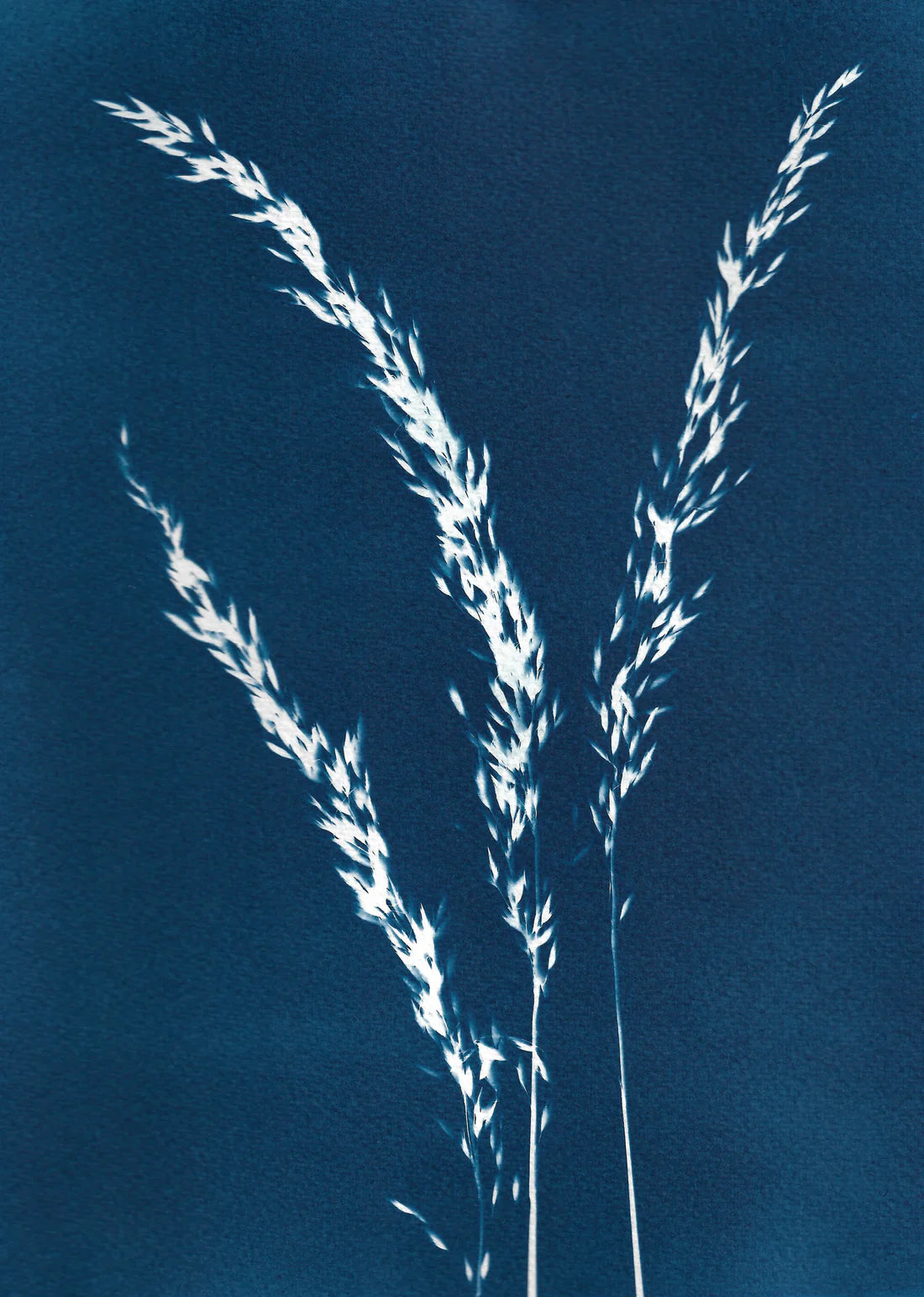 BOTANICAL CYANOTYPE A4 PRINTS