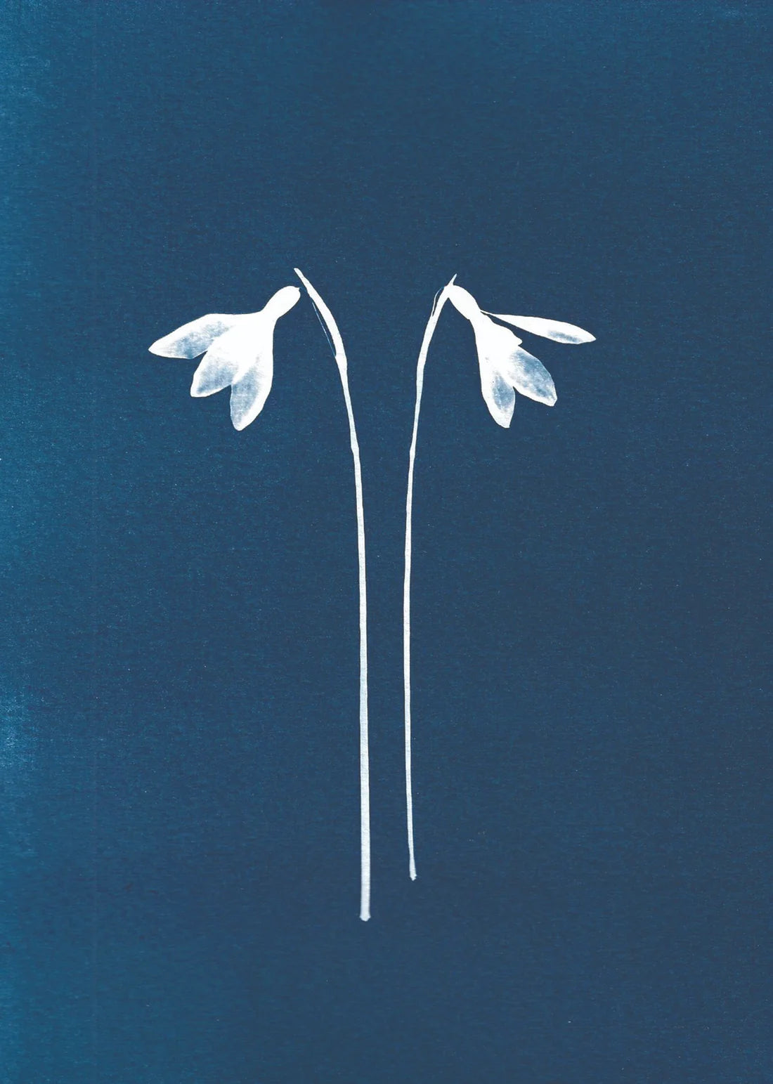 BOTANICAL CYANOTYPE A5 PRINTS